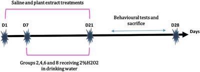 Mentha rotundifolia (L.) Huds. aqueous extract attenuates H2O2 induced oxidative stress and neurotoxicity